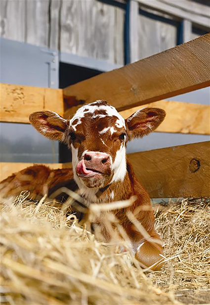 ALCYON-GAMME-SV-RURALE-AdobeStock_371911429 - PORTRAIT